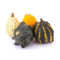 Zucca Ornamentale