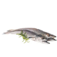 Merluzzo