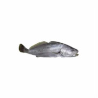 Ombrina 600/1200 Allevata Italia