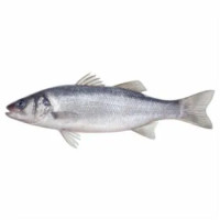 Spigola 300/600 Allevamento Croazia