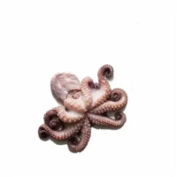 Polpo Verace Estero