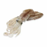 Calamari