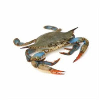 Granchio Blu