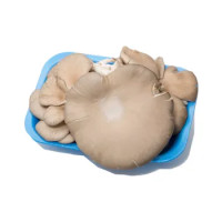 Funghi Pleurotus