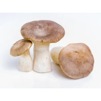 Funghi Card Pleur Eringii
