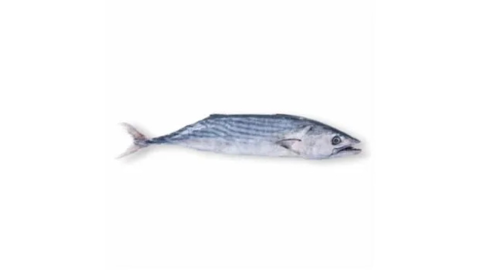 Tonno Palamita