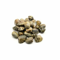 Vongole Lupini Super
