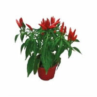 Peperoncino Piccante