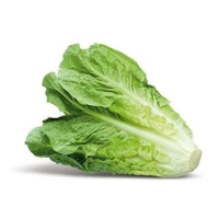 Lattuga Romana