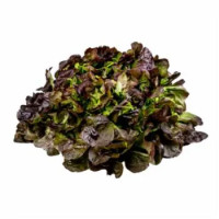 Insalata Lollo 200 G