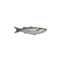 Cefali