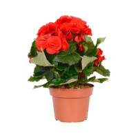 Begonia Gigante Vaso 14