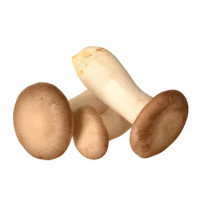 Balletta di Funghi Cardoncelli