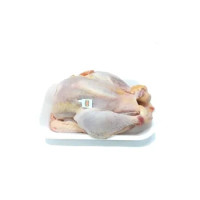 Gallina Busto