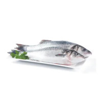Spigola Sardegna 400/500