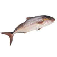 Ricciola Oceanica
