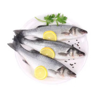 Spigola Sardegna 600/800