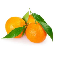 CLEMENTINE FOGLIA