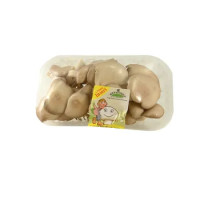 Funghi Pleurotus Piemonte