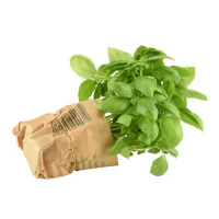 BASILICO BIO MAZZI PIEMONTE
