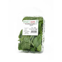 MENTA GR.30