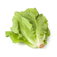 LATTUGA ROMANA