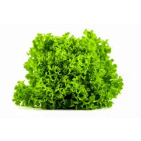 INDIVIA RICCIA