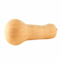 ZUCCA VIOLINA