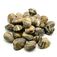 VONGOLE VERACI