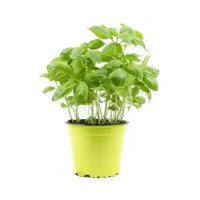 Basilico in Vaso