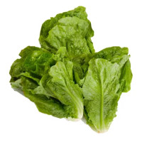 Lattuga Romana