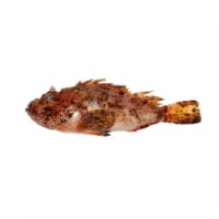 Scorfano Atlantico
