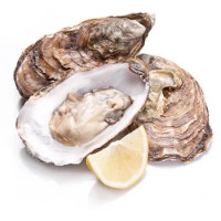 Ostrica