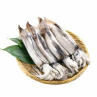 Totano