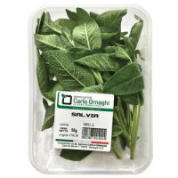 SALVIA