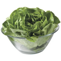 INSALATA LATTUGA
