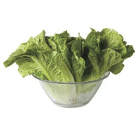 Insalata Romana