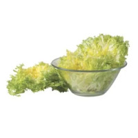 insalata riccia
