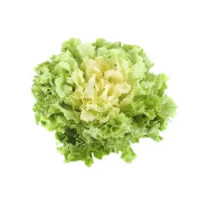 insalata scarola