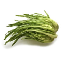 CATALOGNA SPIGATA