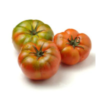 Pomodori Costoluti