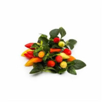 Peperoncini Misto Gr 100