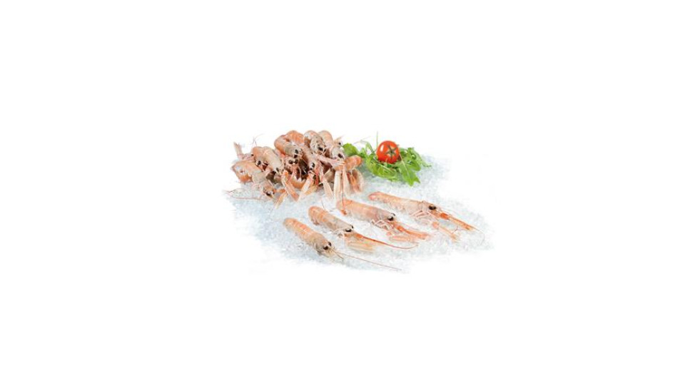 Scampo 16/20 Pescato Fresco Zona Fao 27 - Al Kg