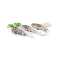 Seppia Gr 100/300 Ca. Pescata Fresca Zona Fao 27 - Al Kg