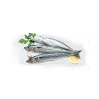 Sgombro Pescato Fresco Zona Fao 27 - Al Kg