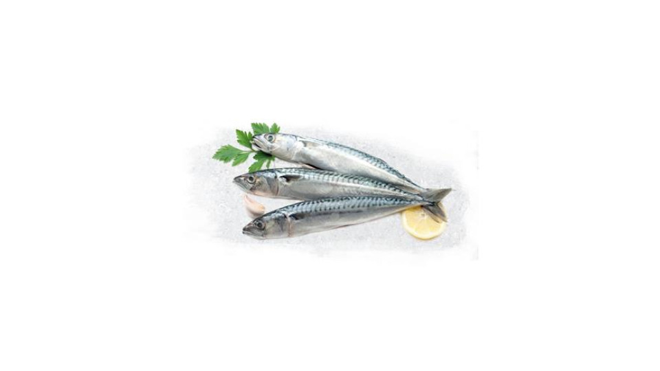 Sgombro Pescato Fresco Zona Fao 27 - Al Kg