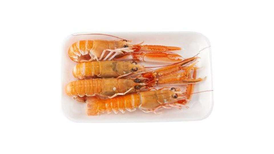 Scampi 40/50