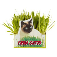Erba Gatto