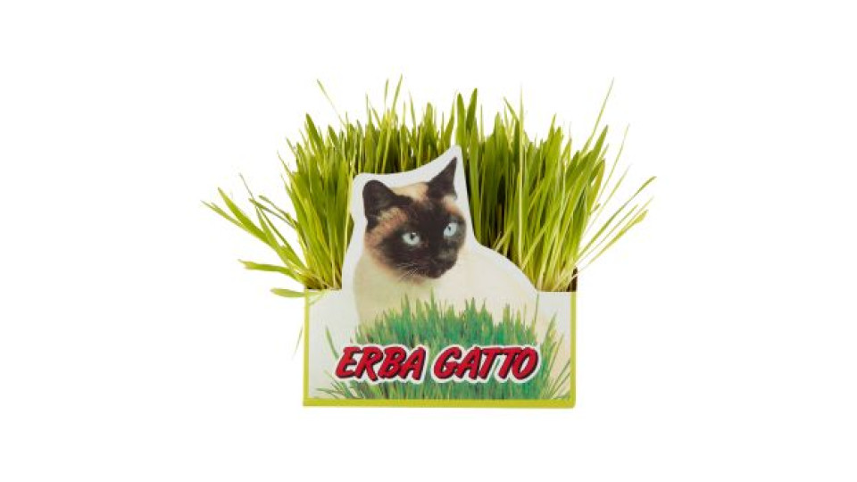 Erba Gatto