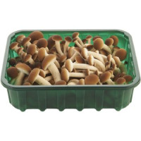 Agrocybe Aegerita (Pioppini), confezionati